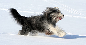 Winterspaziergänge mit ihrem Hund
